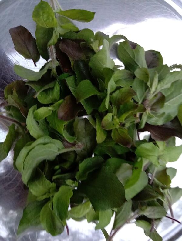 BoldCrop Fresh Tulsi Leaves for Puja - 25 gm